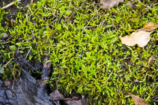 Mousse verte dans les marais