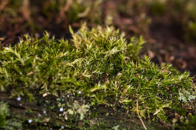 Mousse verte sur l'écorce d'un arbre Fond de forêt Les racines des arbres sont envahies de mousse dans une clairière de forêt photo