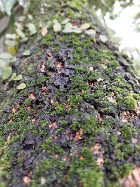 Mousse verte sur une écorce d'arbre Fond de texture de mousse naturelle