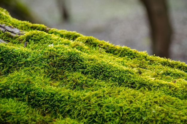 Mousse verte épaisse installée sur un tronc d'arbre Forêt sur un tronc d'arbre