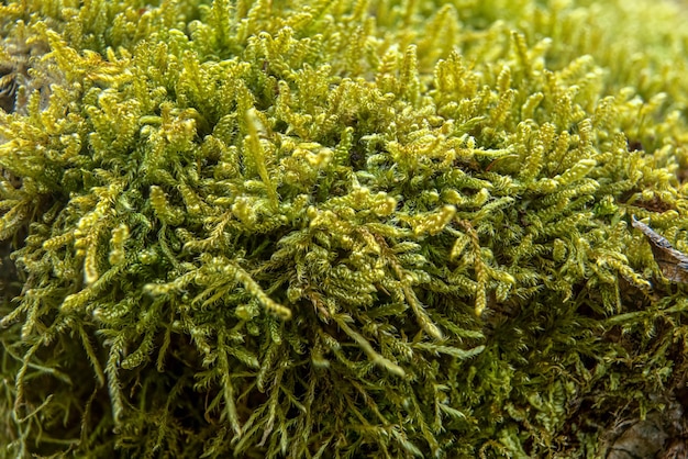 Mousse verte fine poussant dans la forêt, détail macro gros plan, arrière-plan naturel abstrait