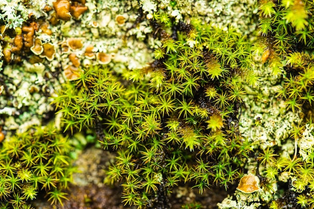 Photo mousse verte sur un fond clair