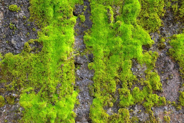 Mousse verte sur le fond de texture de mur