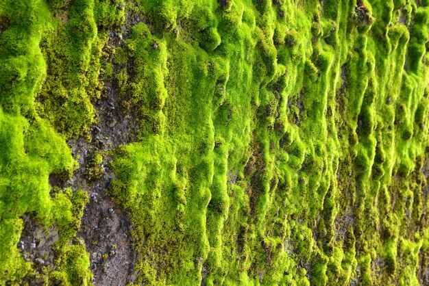 Mousse verte sur le fond de texture de mur