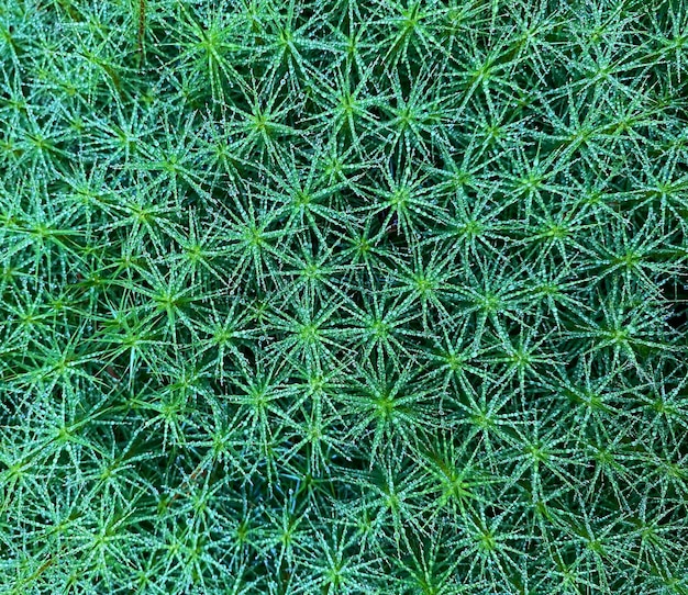 Mousse verte avec des gouttes d'eau, fond naturel, vue de dessus, plante forestière