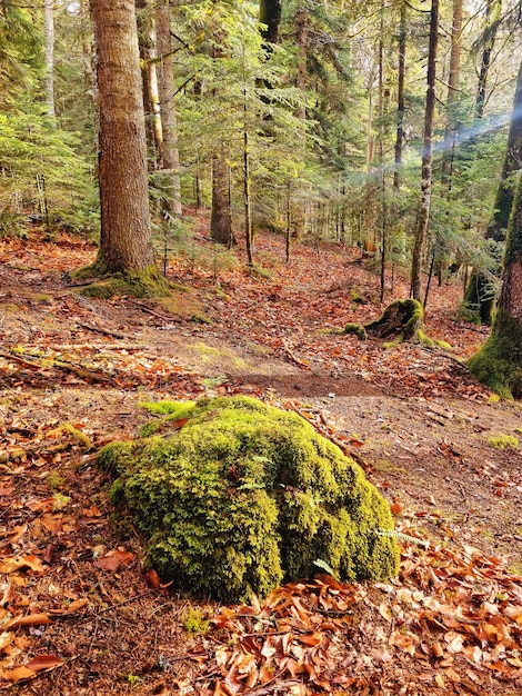 Mousse verte longue et épaisse sur la pierre dans une forêt de montagne