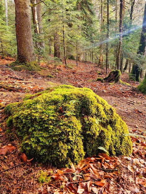 Mousse verte longue et épaisse sur la pierre dans une forêt de montagne