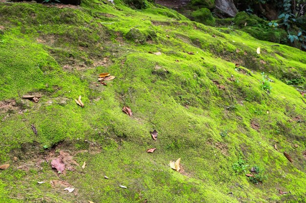 Mousse verte lumineuse sur la pierre dans la forêt