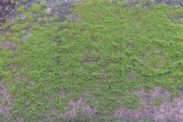 La mousse verte sur le mur de ciment