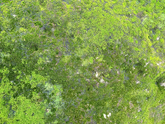 Mousse verte sur mur de pierre