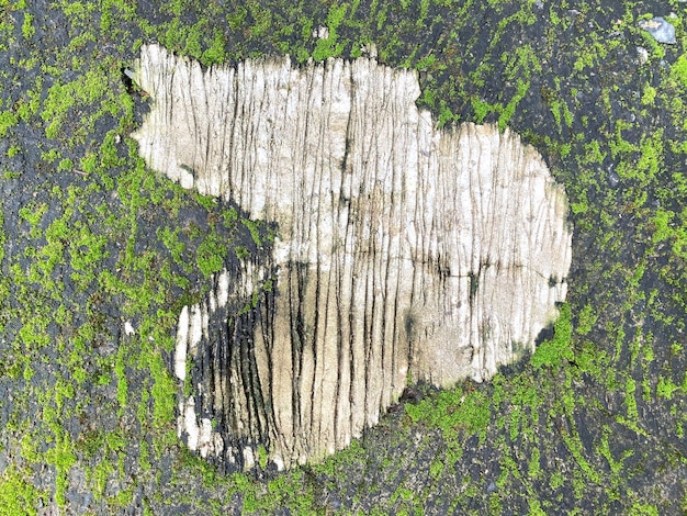 Photo mousse verte sur mur de pierre