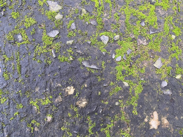 Mousse verte sur mur de pierre