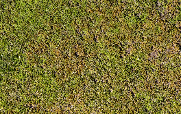 Mousse verte sur la pierre dans une mise au point peu profonde