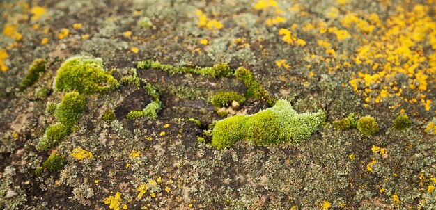 Mousse verte sur la pierre. Moisissure verte sur une vieille roche grise. Texture de fond naturel.