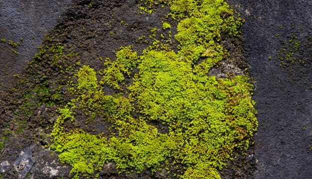 Mousse verte sur la pierre pour le fond naturel