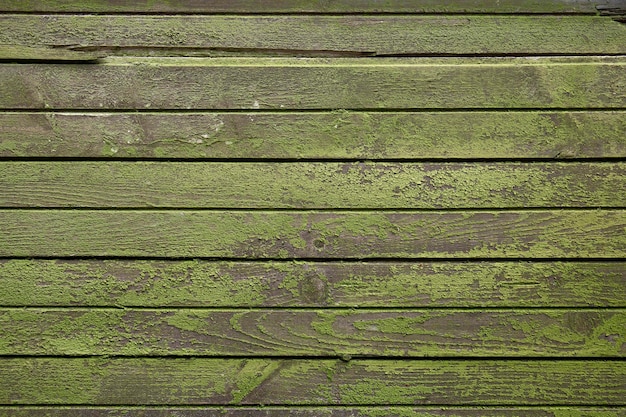 Mousse verte sur planche de bois. Texture bois