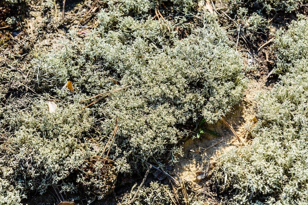 Mousse verte sur un sol en forêt