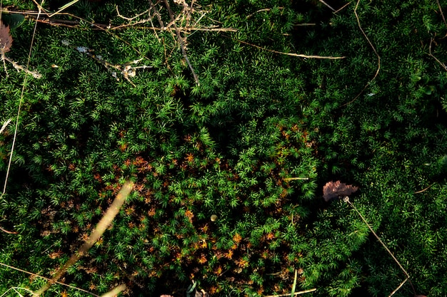 Mousse verte sur le sol, texture de terre moussue.