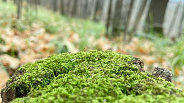 Mousse verte sur une souche dans la forêt