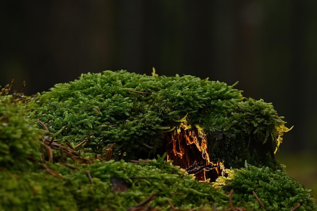 mousse verte sur le terrain