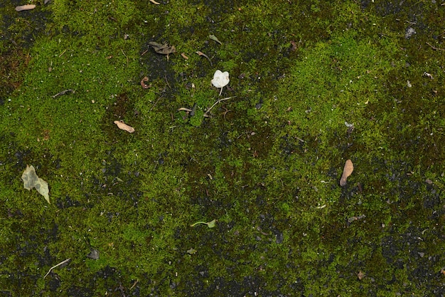 mousse verte sur le terrain