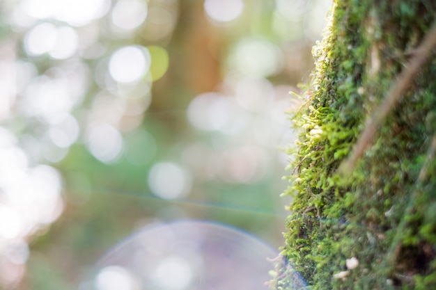 Mousse verte sur les troncs d&#39;arbres au parc national de Doi Inthanon à Chiangmai, Thaïlande