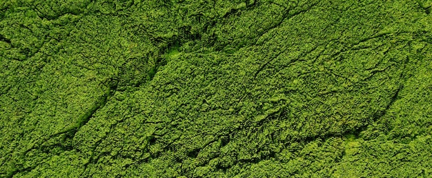 Mousse verte sur le vieux fond de surface fissuré