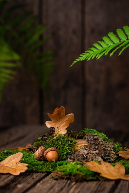 Mousses, feuilles de chêne et écorce d'arbre