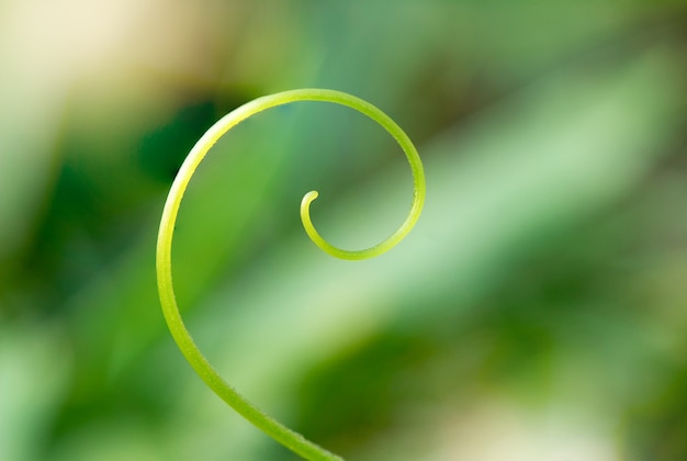 La moustache de la gourde avec spirale de courbe de forme avec fond nature