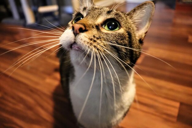 Photo des moustaches de chat