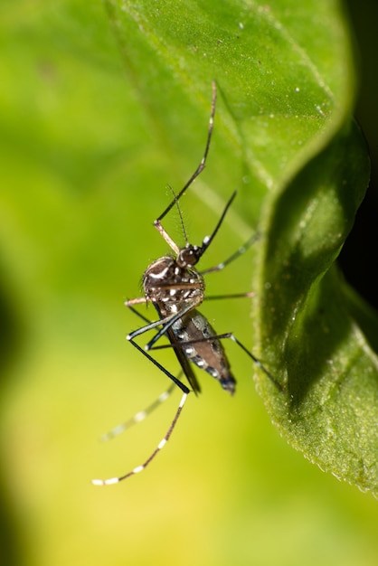 Moustique Aedes aegypti qui transmet la Dengue au Brésil perché sur une feuille, macrophotographie, mise au point sélective