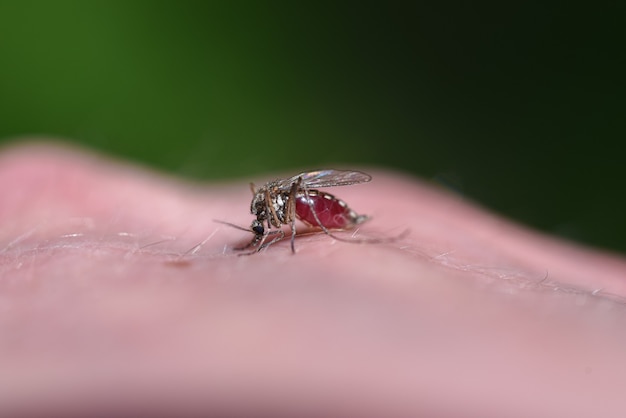 Le moustique boit du sang du corps humain.