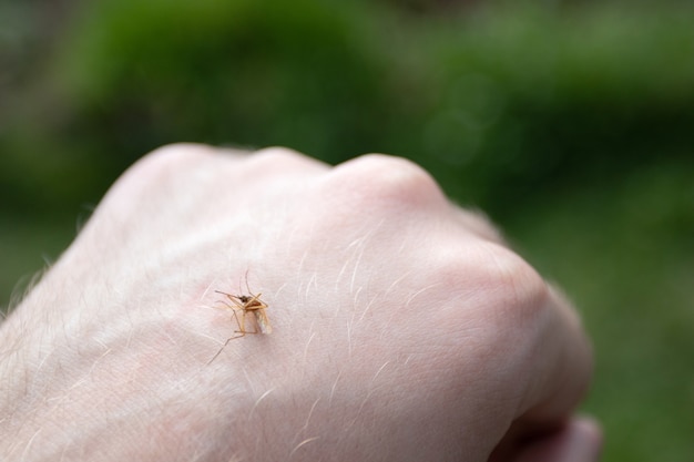 Le moustique sur une main humaine