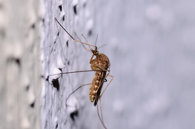 Moustique sur le mur