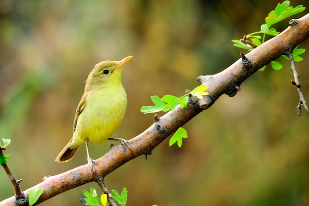 Le moustique papialbo est une espèce de passereau de la famille des phylloscopidae