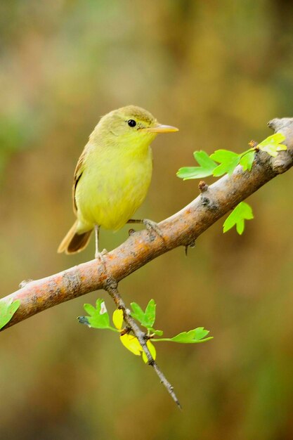 Le moustique papialbo est une espèce de passereau de la famille des phylloscopidae