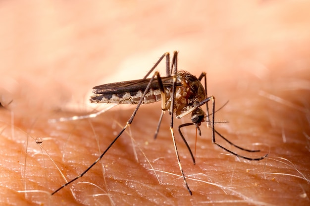 Moustique piquant la peau humaine - boire du sang