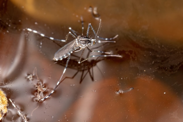 Moustique tigre asiatique adulte de l'espèce Aedes albopictus