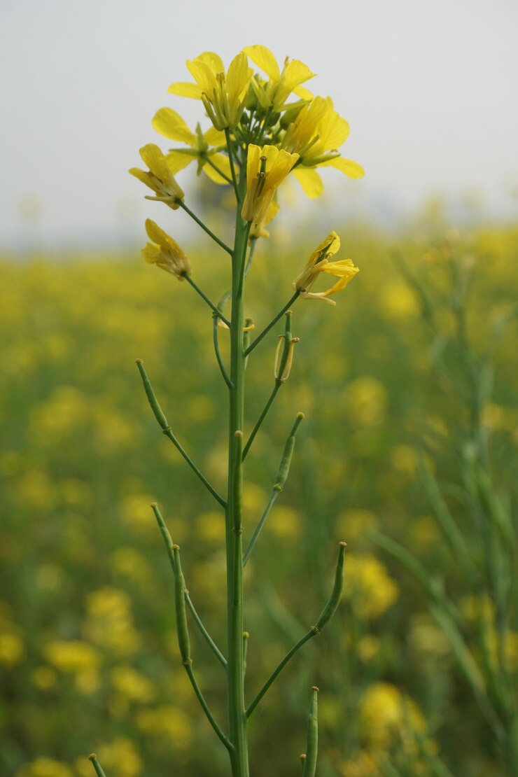 Moutarde des champs au Bangladesh