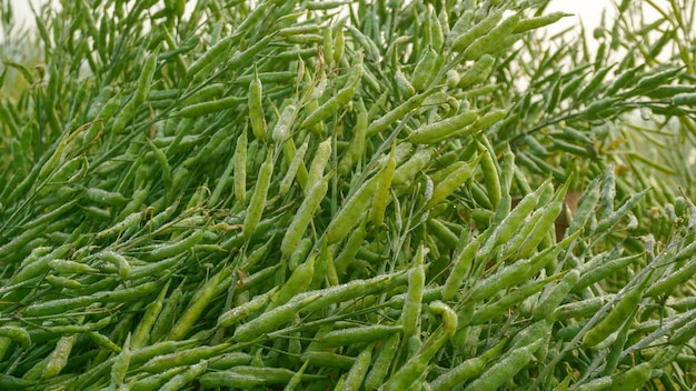 La moutarde est une plante dicotylédone de la famille Brassica ou Crucifera C'est une graine oléagineuse De vastes champs de moutarde du Bangladesh Gros plan photo de graines de moutarde