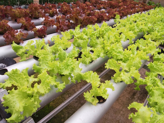 La moutarde verte fraîche pousse dans des pots hydroponiques.