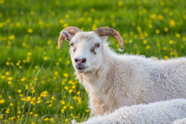 Mouton avec agneau sur la campagne islandaise