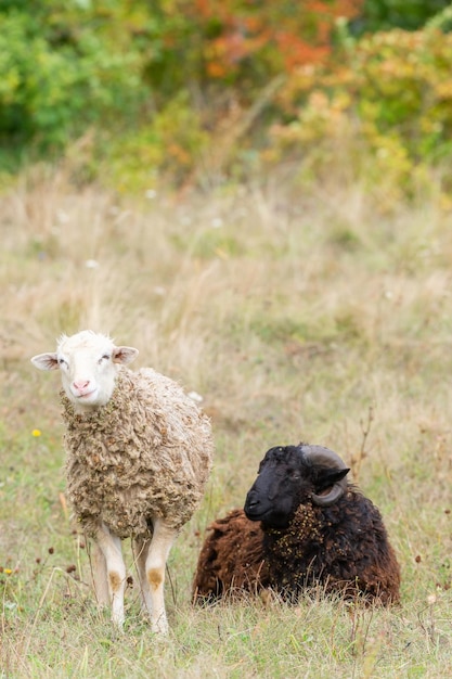 Mouton et agneau sur l'herbe verte