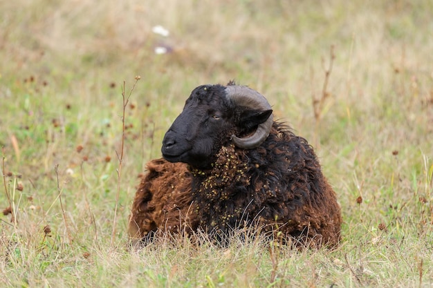 Mouton et agneau sur l'herbe verte