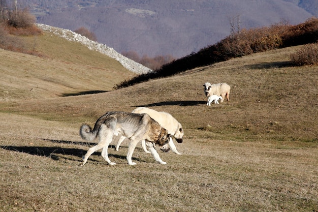 Mouton et agneau nouveau-né Chiens de berger anatoliens de race pure