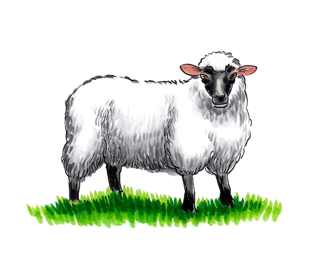 Un mouton au visage noir se tient dans l'herbe.