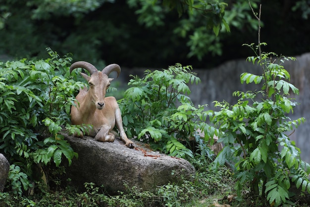 Le mouton de barbarie est un mammifère et un animal des collines