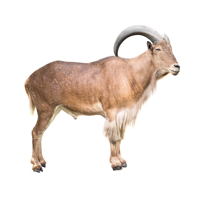 Photo mouton de barbarie isolé sur blanc