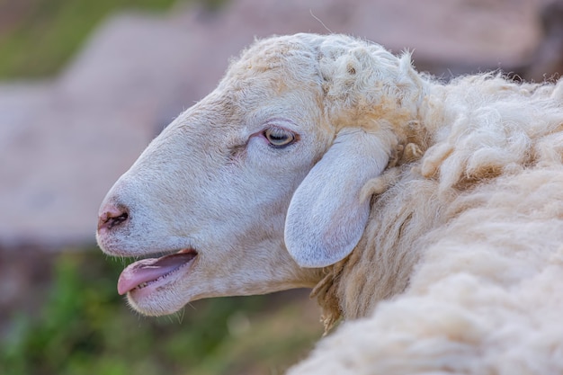 Photo mouton blanc à la ferme