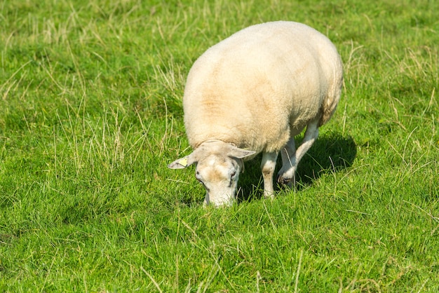 Un mouton blanc mange de l'herbe verte à la ferme